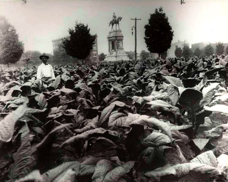 Tobacco field next to Lee Monument